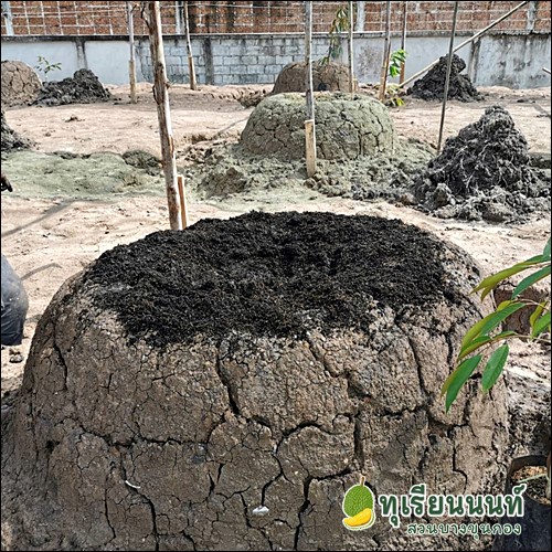 Durian planting soil preparation