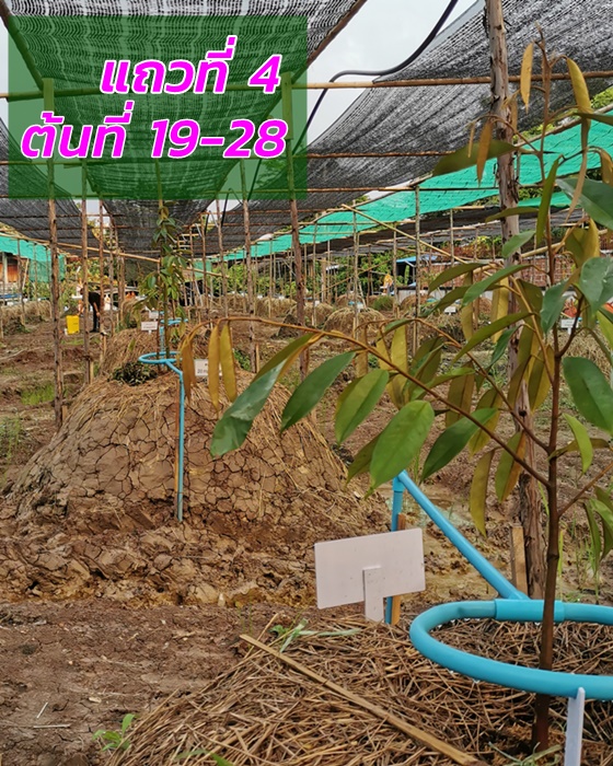 Durian, row 4