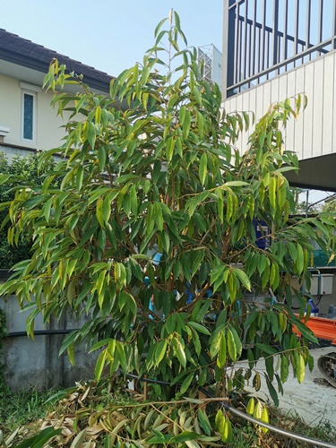 ทุเรียนนนท์ต้นที่ 4 พันธุ์หมอนทอง