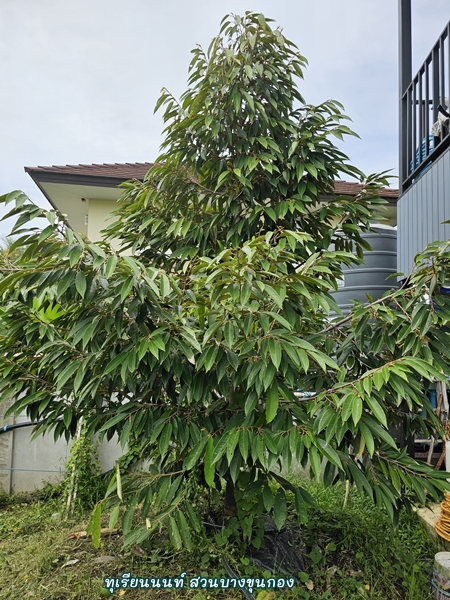 ต้นทุเรียน 3 ปี-4