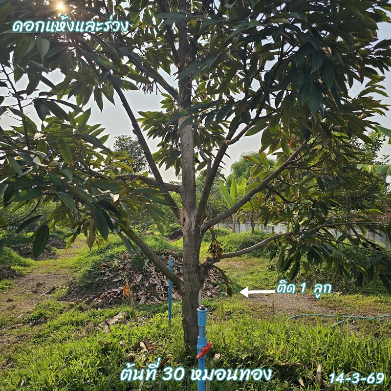 ทุเรียนตอกแห้ง